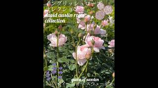 【イングリッシュローズ コレクション「クイーン オブ スウェーデン」】david austin roses collection「queen of sweden」