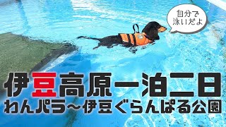 【犬連れ旅行静岡伊豆宿\u0026観光】伊豆高原わんわんパラダイスでドッグプールに挑戦!～伊豆ぐらんぱる公園で遊ぼう! 一泊二日3/3旅するペットショップの売れ残りと元保護犬