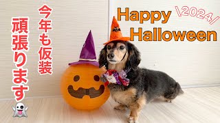 【ダックスフンド】愛犬たちのハロウィン仮装☆お菓子くれなきゃイタズラするぞ！！