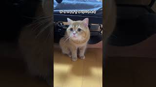 妹猫を盾にするビビりな兄猫w #shorts