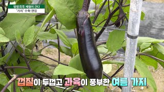 [방방콕콕 제철이 간다] 여름 대표 채소 ‘가지’