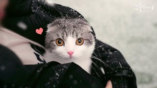 A cute cat hugging its owner and watching snow fall