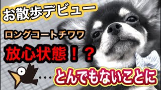 ロングコートチワワ ブラックタン／子犬の飼い方育て方／室内犬 初めて飼う／チワワ お散歩嫌い 歩かない！お散歩デビュー 子犬！ペットおもしろ動画／ペット 大変なこと／可愛いチワワの映像／暴れん坊 大吉