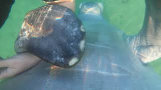 Manatee holds MY HAND! Sometimes YOU just need a Manatee HUG!