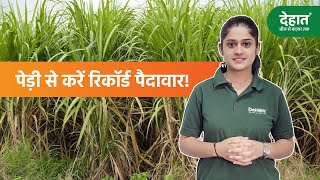 Ganne me Pedi Prabandhan| Sugarcane Farming