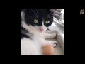 What Happens When You Give a Cat an Egg? (A compilation)