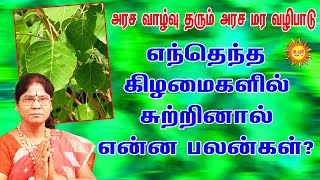 அரசமர வழிபாட்டின் சிறப்புகள் அரச வாழ்வுதரும் அரச மர வழிபாடு எந்தெந்த கிழமைகளில் சுற்றினால் என்னபலன்?