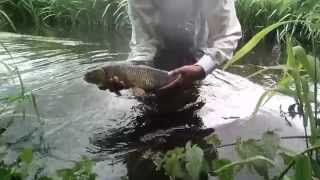 Dry Fly Chub 48cm.