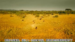 野狗大战鬣狗4：野狗一战定乾坤，鬣狗再也不敢骚扰它们