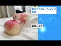 【2ch動物スレ】羽根の短いシマエナガさんみつかる←雪見大福かわいいｗｗｗｗｗ