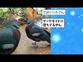 【2ch動物スレ】羽根の短いシマエナガさんみつかる←雪見大福かわいいｗｗｗｗｗ