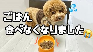 わがままに育ったデカいトイプードル 【デカプー】【Toy poodle】【ビションプー】