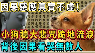 因果感應真實不虛！小狗一聽大悲咒就跪地流淚，高僧開天眼探查，竟發現驚人的前世因果｜佛談大小事