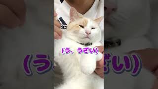 飼い主に遊ばれる白猫　 #shorts  #保護猫 ＃白猫 #猫のいる暮らし