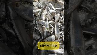 নদীর চাপিলা মাছ। chapila fish price