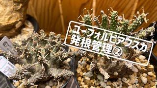 ユーフォルビアフスカ　発根管理②／ Euphorbia fusca  rooting ②