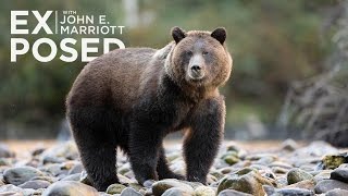 Wildlife Conservation - Killing Grizzlies: The Truth Behind the B.C. Trophy Hunt | EP 05