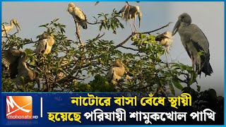 নাটোরে বাসা বেঁধে স্থায়ী হয়েছে অতিথি শামুকখোল পাখি  | Mohona TV