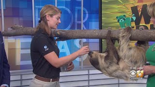 Wild Wednesday: Two-Toed Sloth