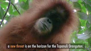 NEW SPECIES OF ORANGUTAN - Pongo tapanuliensis!!!