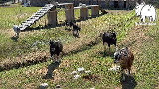 過ごし方いろいろな上の放牧場のヤギたち 2024年4月12日 手作りヤギ牧場 goat farm 吉がけ牧場