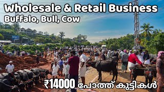 പോത്ത് ചന്ത | Kakanchery Chanda | Cattle market in Kerala | livestock | Buffalo | Bull | Cow | Beef