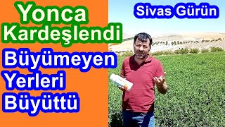 Sivas - Yoncayı Kardeşlendirme - Sıklaştırmak Boy Yapmayan Yoncayı Büyütme - Yoncada Yaprak Gübresi