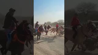 masitiya horse race #shortvideo #follow #horselover #gujarat #savaj