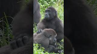 little #gorilla brothers Jabali \u0026 Ringo. Background Iriki. Taipei Zoo #shorts 台北市立動物園 小#大猩猩 呷百二