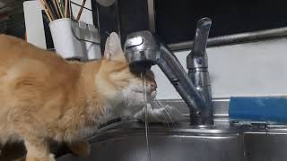 水道水しか飲まない猫