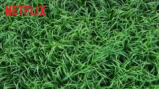 Dans Les Hautes Herbes | Bande-annonce VOSTFR | Netflix France