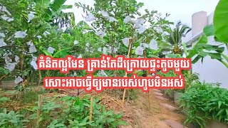 គំនិតល្អមែន គ្រាន់តែដីក្រោយផ្ទះតូចមួយសោះអាចធ្វើឲ្យមានរបស់ហូបមិនអស់/ Fruits farm