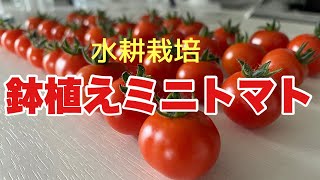 【水耕栽培】鉢植えミニトマト\