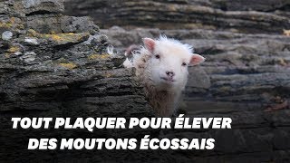 Tout plaquer pour élever des moutons écossais