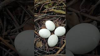 সুন্দরবন জঙ্গলে কালো বাচকির ডিম । Eggs of black chicks in Sundarban forest.🥚 #shorts