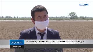 25.04.2020. Мақтаарал ауданы.  Ақ алтынды аймақ көктемгі егіс жұмыстарын бастады.