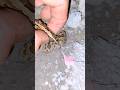 The first sound of a frog for fun