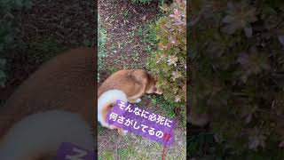 豆柴さん♀探し物は何ですか？　#shibainu #柴犬 #lovely #犬のいる暮らし #宝探し #cute