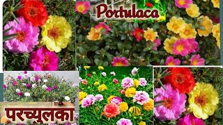 Portulaca/Moss Rose plants Care tips \u0026 Fertilizer/