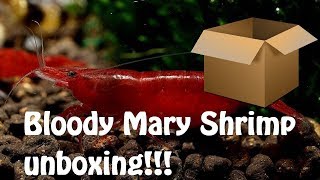 Bloody Mary Shrimp Unboxing