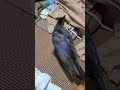 イタズラに飽きて遊ぼうアピール鴉 カラス crow ハシブトガラス karasu カラスのハッピー かわいい 日常 甘えん坊 まったり 飽き性