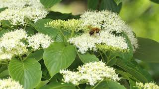 ミズキの花とマルハナバチ2種類＠宮城県岩沼市　朝日山公園