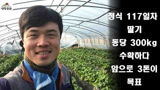 새싹웃음 딸기 정식117일차 담양딸기 맛있는딸기 3톤 수확이 목표 새싹웃음농장