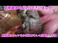 【腕枕する猫】妹に腕枕して寝てあげる優しい兄猫【松五郎・梅子】a cat sleeping with an arm pillow