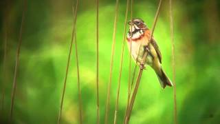 ホオアカ（2）富士演習場 - Chestnut-eared bunting - Wild Bird - 野鳥 動画図鑑