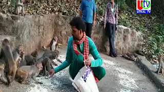 13 04 2020  UTv News Budhakhola Near Buguda Peoples Distribute Foods To Monkeys