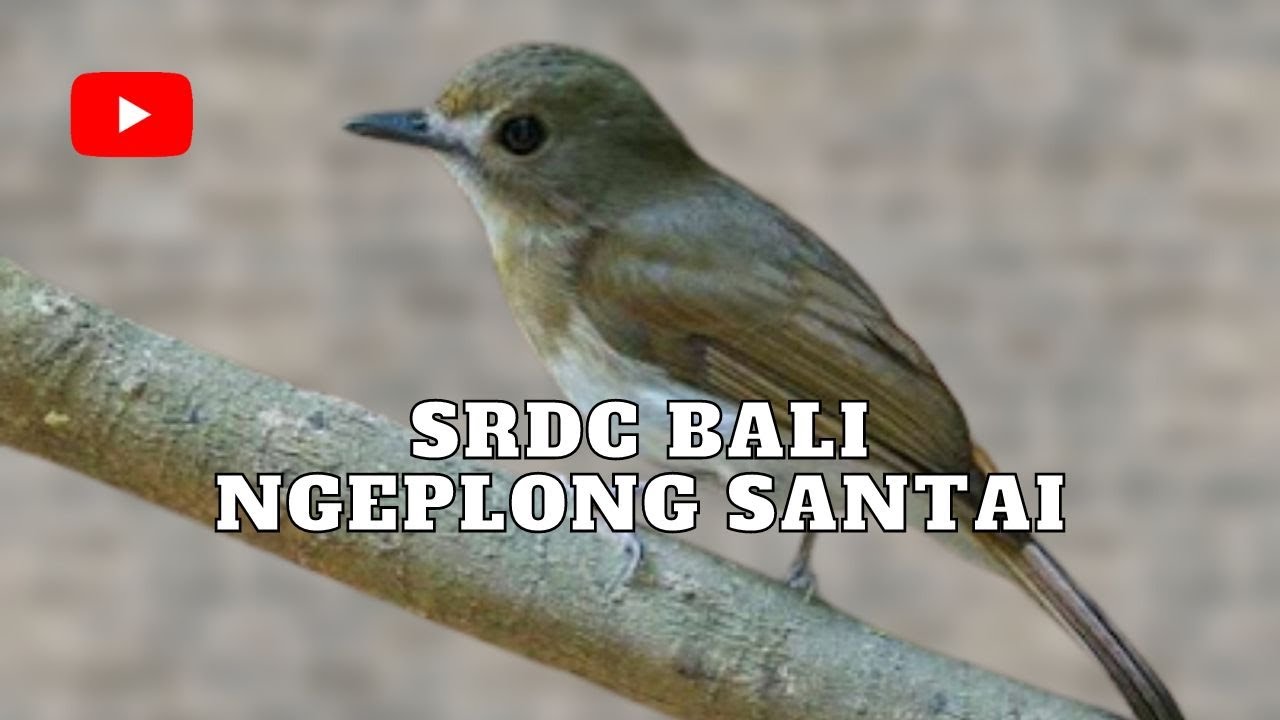 Srdc Bali Ngeplong Santai Youtube