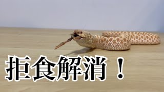 シシバナヘビの拒食