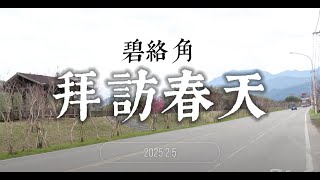 拜訪春天,,南庄櫻花正開中 (碧絡角 2025.2.5)