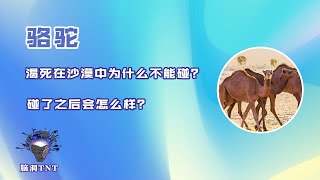 渴死在沙漠中的駱駝不能碰？ 如果碰了會怎樣，後果危險請勿嘗試